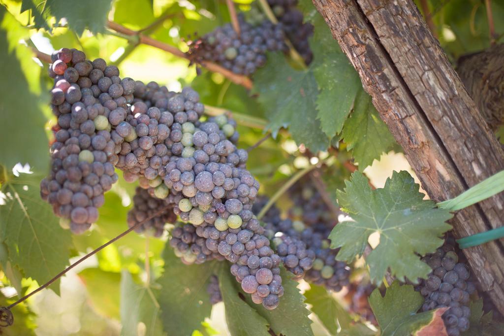 Podere Il Poggiolo Pontassieve Dış mekan fotoğraf